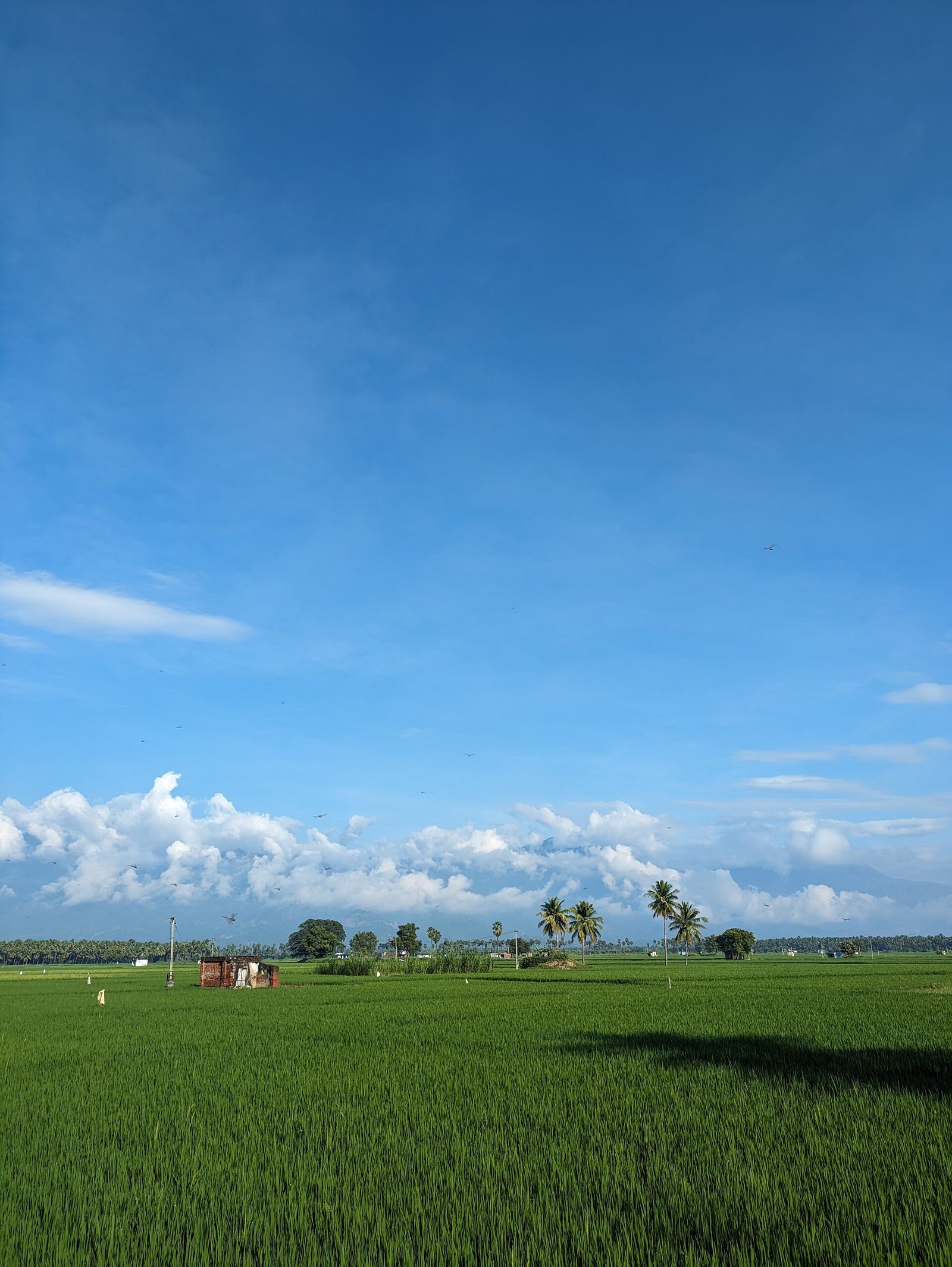 தமிழ்நாட்டில் தென்னை மரங்களுடன் கூடிய பசுமையான நெல் வயல்